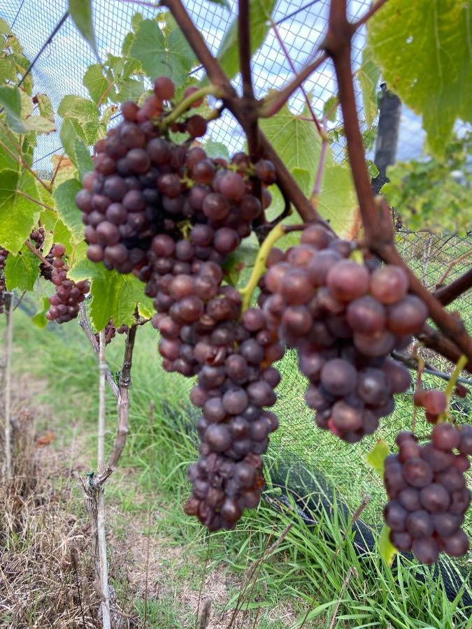 La Bodega Waiheke Island Ξενοδοχείο Surfdale Εξωτερικό φωτογραφία