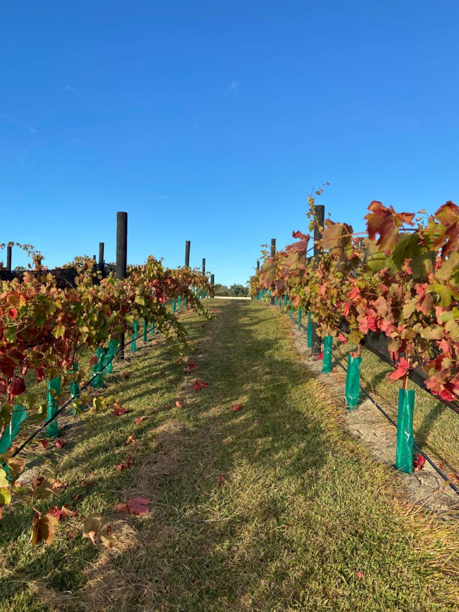 La Bodega Waiheke Island Ξενοδοχείο Surfdale Εξωτερικό φωτογραφία