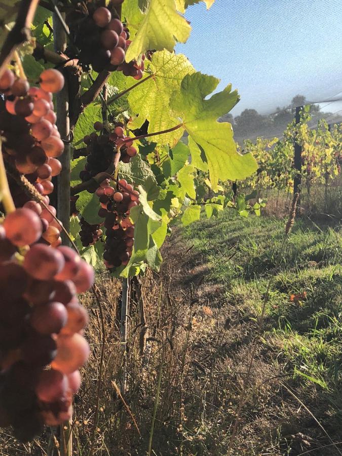 La Bodega Waiheke Island Ξενοδοχείο Surfdale Εξωτερικό φωτογραφία